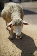 unmatched Goat Animal