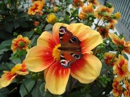 butterfly with eye spots on the flower