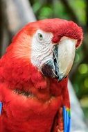 red Parrot