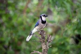 Blue Jay Perched dry tree