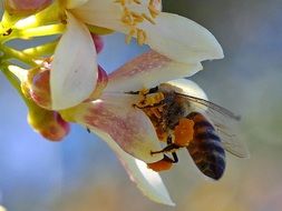Bee in Flower macro photo
