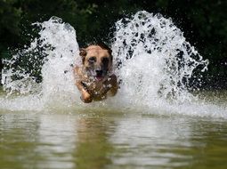 the dog quickly runs on water