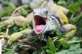iguana is a lizard with dangerous teeth
