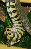 Colorful carpet python with its prey