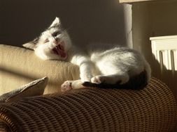 domestic cat with open mouth on the couch