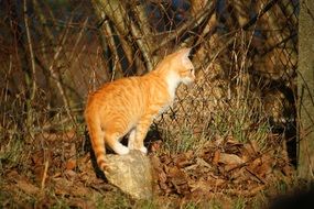 young red cat sitting on the stone