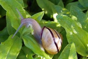 snail in shell on the green plant