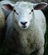 white sheep close up