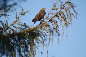 buzzard on a spruce branch