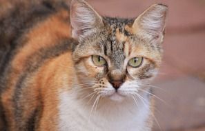 Face of tricolor cat close up