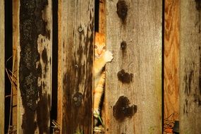 young red kitten in the hiding place