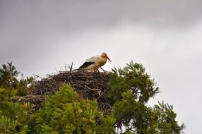 stork nest on a tree