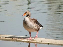 common goose