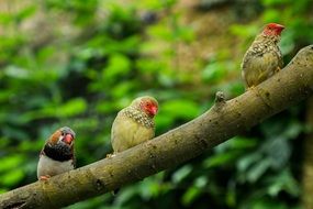 birds in the butterfly garden