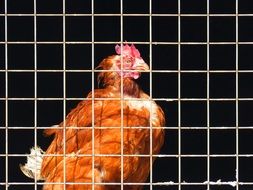 Picture of caged chicken