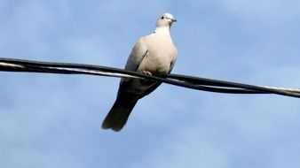 Dove White on Wire