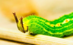 green caterpillar closeu