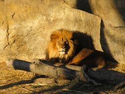 lion relaxing at the sun lights