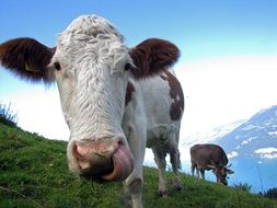 farm cows in Switzerland