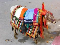 donkey with colorful fabrics on back