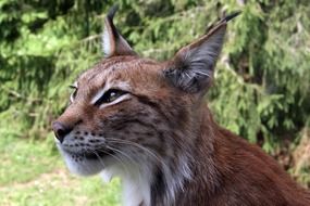 Eurasischer lynx in the wildlife