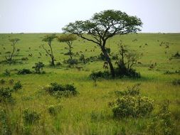 Savannah, Uganda