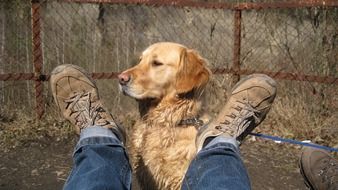 muddy golden retriever