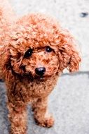 brown curly small dog
