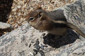 unmatched Chipmunk