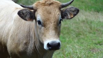 portrait of a cow in a green meadow