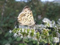 light butterfly sits on a flower