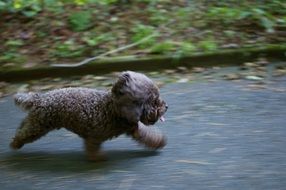 Small Dog Running