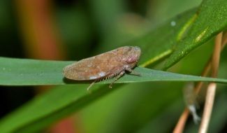 Leaf Hopper