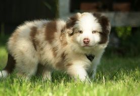 young fluffy border collie