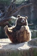 funny Bear Sitting