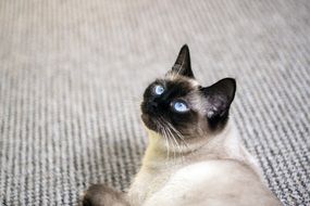 cat with sky blue eyes
