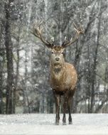 Deer in winter