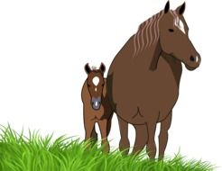 drawn foal with mare