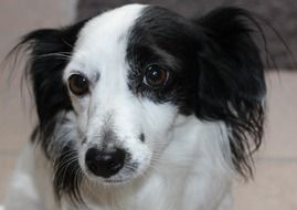 Portrait of domestic black and white dog's head