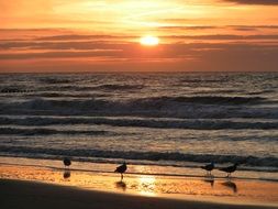 seagulls on the beach at a fiery sunset