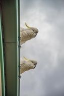 Cockatoos Birds