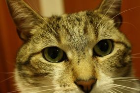 close up picture of cat face with long whiskers