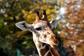 Giraffe close-up on blurred background