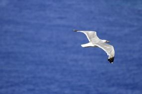 seagull in flight over water