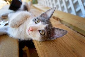 unmatched grey Kitty