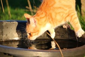 young red tabby cat drinking water