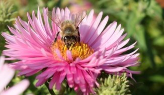 Picture of bee is on a Blossom