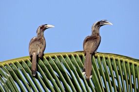 indian grey hornbill on the palm branch