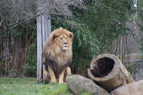 Lion in Leipzig