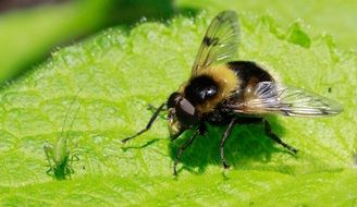 insect on a bright green leaf under the bright sun